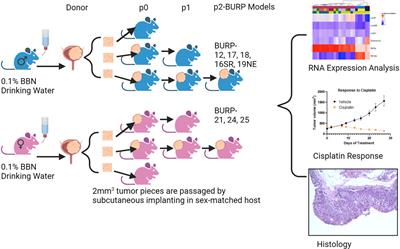 Syngeneic model of carcinogen-induced tumor mimics basal/squamous, stromal-rich, and neuroendocrine molecular and immunological features of muscle-invasive bladder cancer